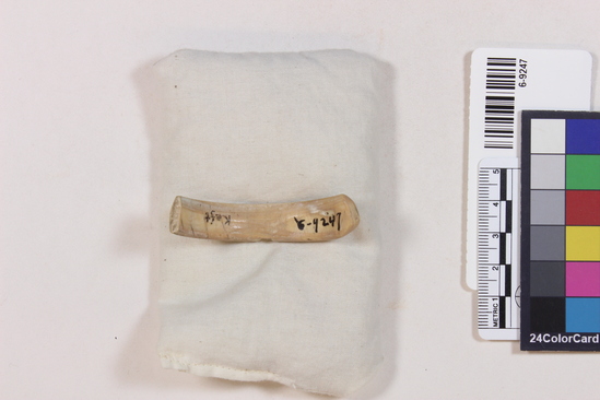 Hearst Museum object 7 of 7 titled Bracelet fragment, accession number 6-9247, described as Shell bracelet fragment