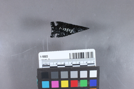 Hearst Museum object 2 of 3 titled Projectile point, accession number 1-19503, described as Obsidian arrow point