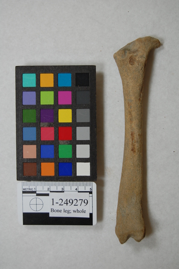 Hearst Museum object titled Faunal remains, accession number 1-249279, described as Femur selected to show texture of juvenile bones