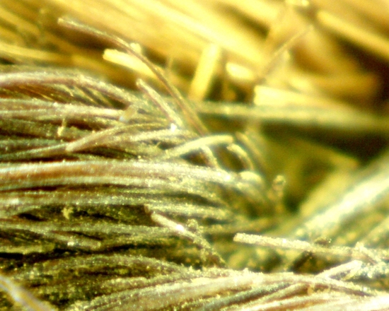 Hearst Museum object 24 of 72 titled Sling, accession number 4-5094, no description available.