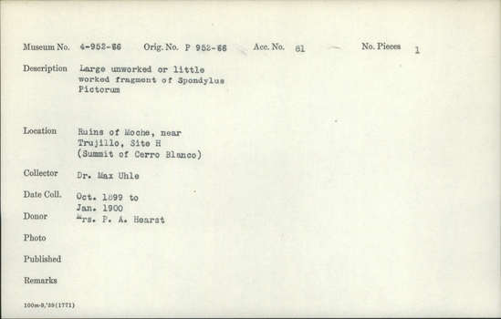 Documentation associated with Hearst Museum object titled Shell fragment, accession number 4-956, described as Large unworked or little worked fragment of Spondylus pictorum.