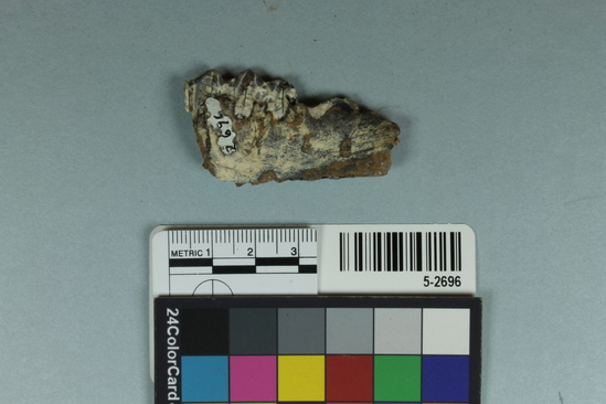 Hearst Museum object 2 of 2 titled Bone, accession number 5-2696, described as Mandible fragment embedded in breccia; (antelope or deer?).