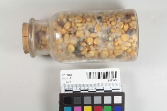 Hearst Museum object titled Corn, accession number 2-17348a, described as Kernels of mixed color corn