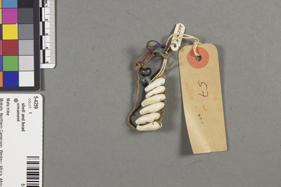 Hearst Museum object titled Shell and bead ornament, accession number 5-4259, described as Cowrie shells strung together; with blue glass beads; w. 5 cm.