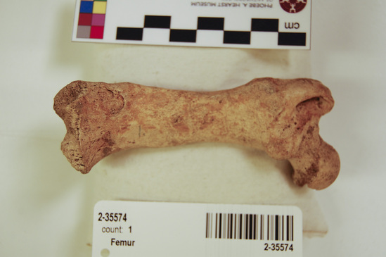 Hearst Museum object 20 of 21 titled Mammal bone, accession number 2-35574, described as Sea otter, left femur.