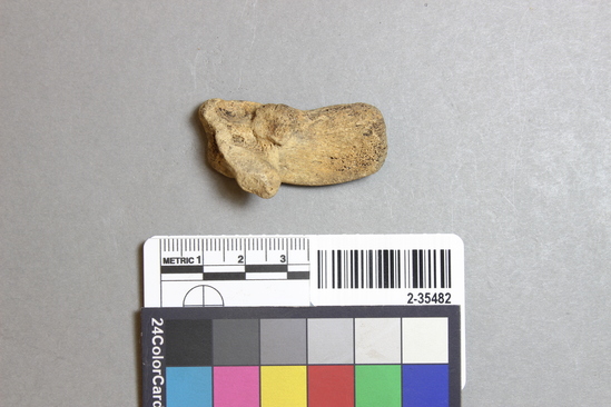 Hearst Museum object titled Mammal bone, accession number 2-35482, described as Castor canadensis, calcaneum