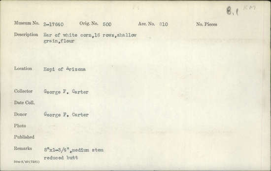 Documentation associated with Hearst Museum object titled Corn cob, accession number 2-17640, described as Ear of white corn, 16 rows, shallow grain, flour. Medium stem, reduced butt.