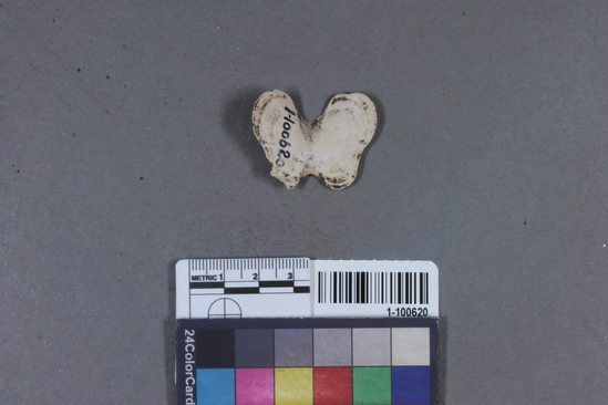 Hearst Museum object titled Shell fragment, accession number 1-100620, described as Valve of Cryptochiton stelleri.