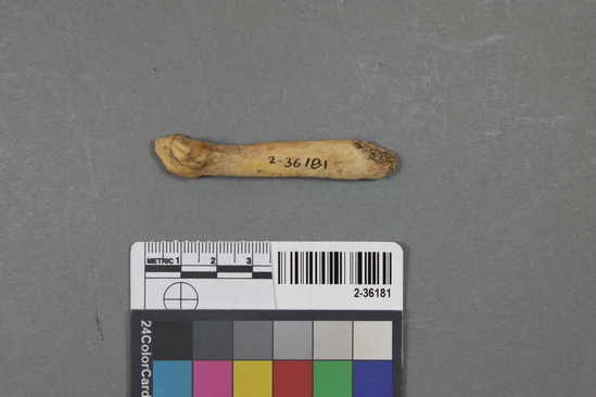 Hearst Museum object titled Mammal bone, accession number 2-36181, described as Sea otter, metapodial.