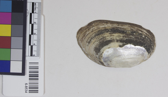 Hearst Museum object titled Shell, accession number 6-8534, described as Shell, Length 7 cm.