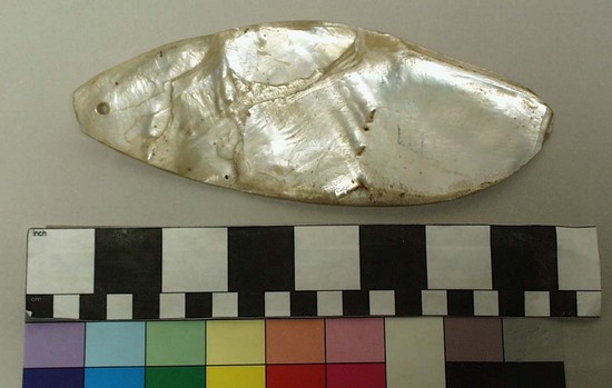 Hearst Museum object titled Large shell pendant, accession number 11-2056, described as Shell