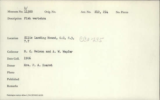 Documentation associated with Hearst Museum object titled Faunal remains, accession number 1-11300, described as 1 fish vertebra, 1 shell