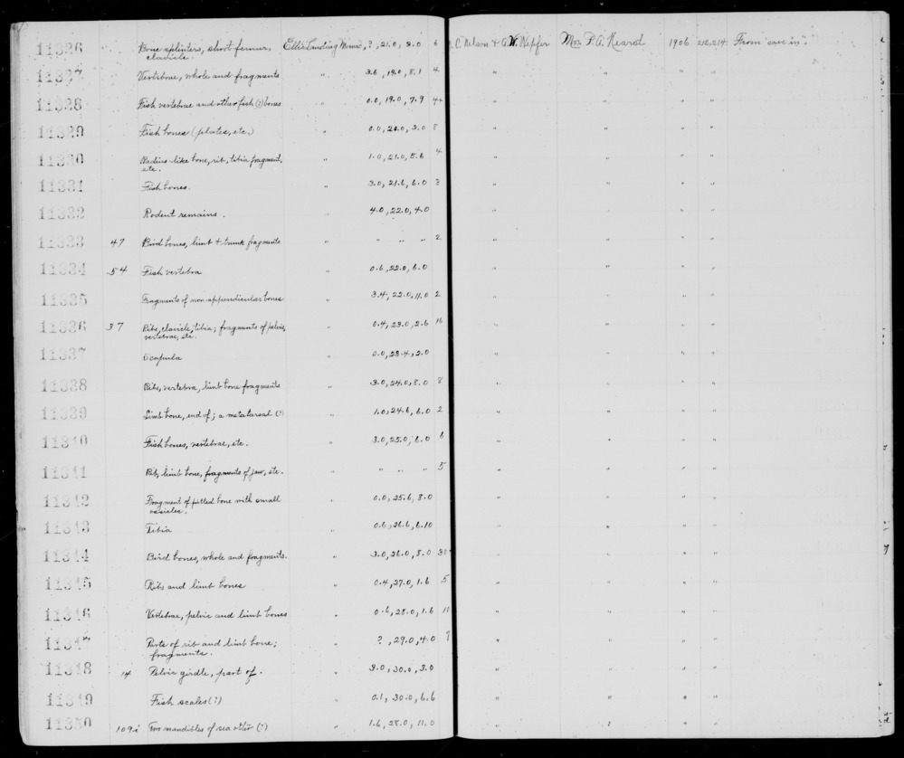 Documentation associated with Hearst Museum object titled Faunal remains, accession number 1-11331, described as Fish