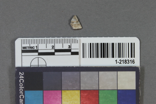 Hearst Museum object 1 of 2 titled Shell fragment, accession number 1-218316, described as Shell fragment