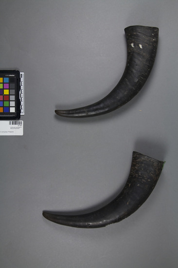 Hearst Museum object 1 of 2 titled Horns, accession number 10-1285, described as Carabao horns; (a) 12 3/4” L. (b) 13” L.