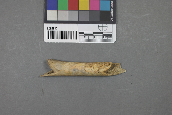 Hearst Museum object 9 of 11 titled Mammal bone, accession number 2-35875, described as Canis lupis ? Femoral diaphysis.