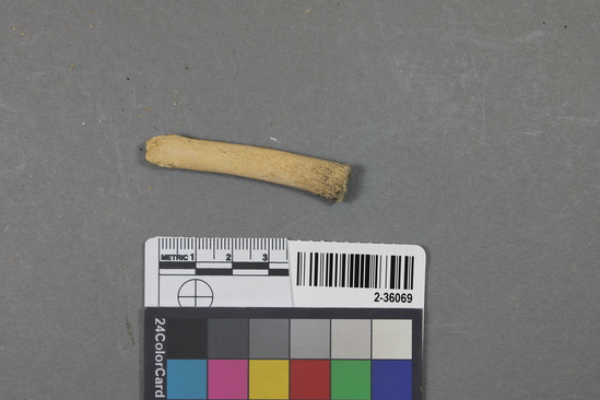 Hearst Museum object titled Mammal bone, accession number 2-36069, described as Sea otter metapodial.