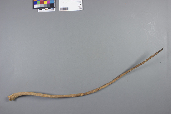 Hearst Museum object titled Twig, accession number 5-5457, described as Curved stick; L. 53 cm.