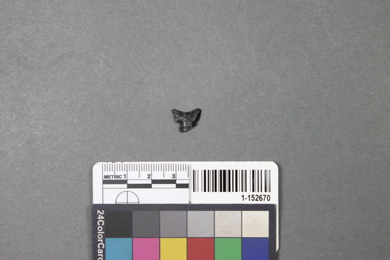 Hearst Museum object titled Projectile point fragment, accession number 1-152670, described as Obsidian; base.