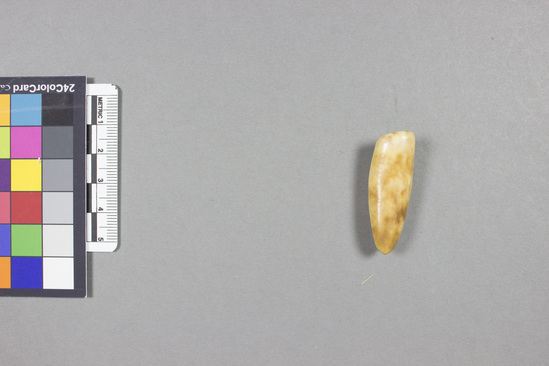 Hearst Museum object titled Tooth, accession number 5-627, described as Tooth, not perforated