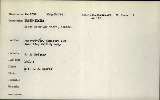 Documentation associated with Hearst Museum object titled Tooth, accession number 6-13035, described as Large carnivore tooth, canine.