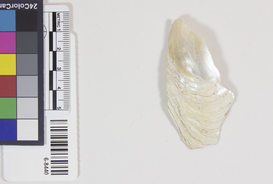 Hearst Museum object 1 of 4 titled Shell fragment, accession number 6-8440, described as Shell fragment. Length 7cm.