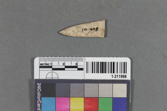 Hearst Museum object titled Shell fragment, accession number 1-211998, described as Triangular haliotis; one end perforated; broken or fragmentary.