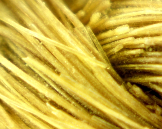 Hearst Museum object 22 of 72 titled Sling, accession number 4-5094, no description available.