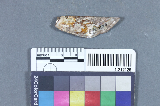 Hearst Museum object titled Shell fragment, accession number 1-212126, described as Triangular haliotis.