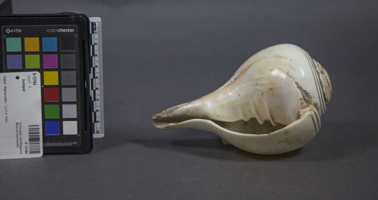 Hearst Museum object titled Trumpet, accession number 9-13164, described as Trumpet; chank shell (Xancus pyrum); white with yellow shading.