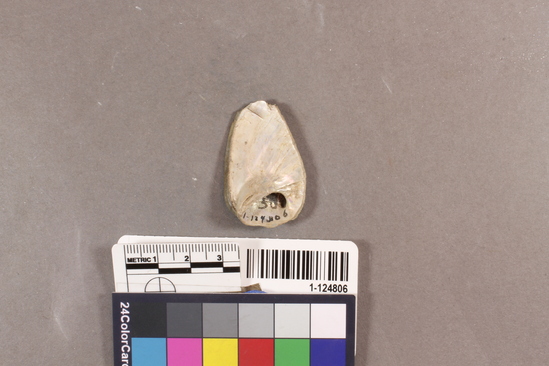 Hearst Museum object titled Shell fragment, accession number 1-124806, described as Shaped.