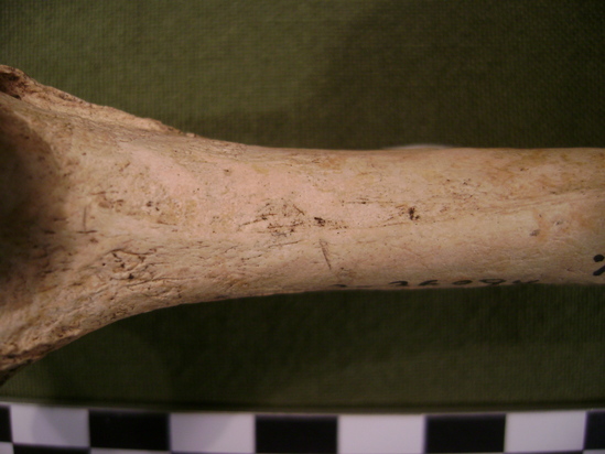 Hearst Museum object 3 of 4 titled Mammal bone, accession number 2-36094, described as Sea otter left humerus.