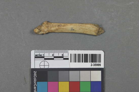 Hearst Museum object titled Mammal bone, accession number 2-35999, described as Sea otter, metapodial.