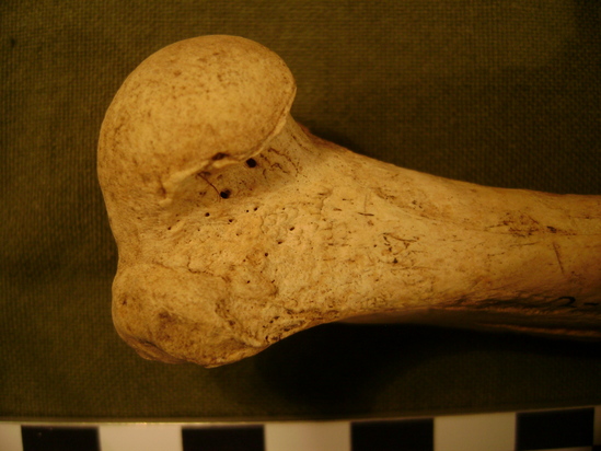 Hearst Museum object 2 of 4 titled Mammal bone, accession number 2-36094, described as Sea otter left humerus.