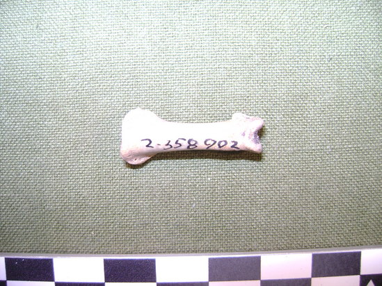 Hearst Museum object 3 of 4 titled Faunal remains, accession number 2-35902, described as Unidentified bone. Phalanx.