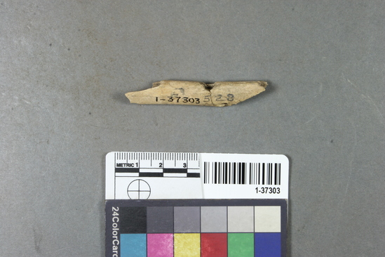 Hearst Museum object titled Whistle fragment, accession number 1-37303, described as Bone