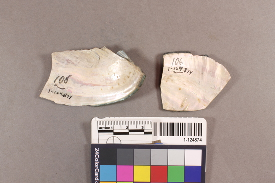 Hearst Museum object titled Shell fragment, accession number 1-124874, described as Worked.