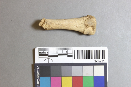 Hearst Museum object titled Mammal bone, accession number 2-35731, described as Unidentified mammal metapodial.