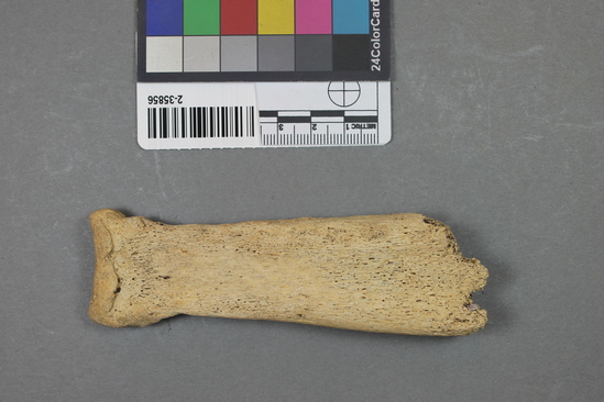 Hearst Museum object titled Mammal bone, accession number 2-35856, described as Sea lion phalanx.