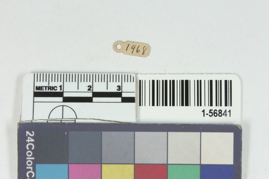 Hearst Museum object 2 of 6 titled Beads, accession number 1-56841, described as Beads, tubular, shell