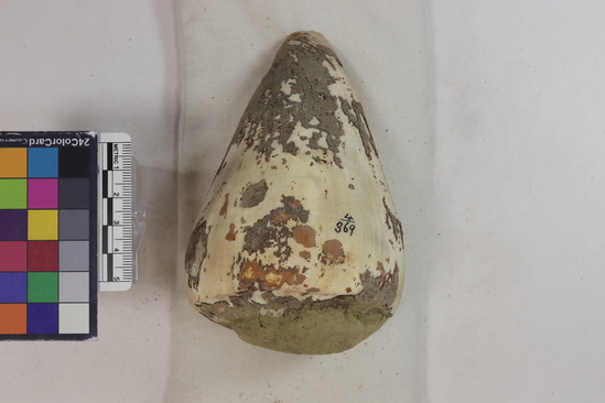 Hearst Museum object titled Shell, accession number 4-369, described as Marine shell of Conus fergusoni