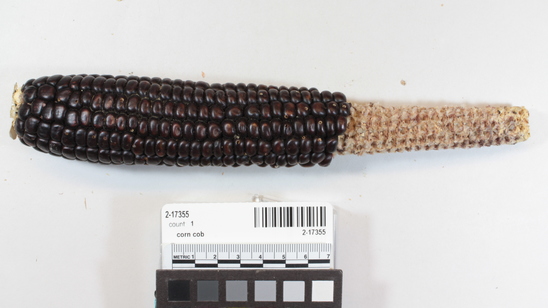 Hearst Museum object titled Corn cob, accession number 2-17355, described as Ear of purplish black corn, 12 rows, flour, deep grain. Reduced butt, small stem purple cob.