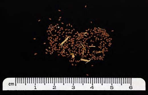 Hearst Museum object titled Seeds, accession number 1-7413, described as Food sample; seeds, unspecified.  Scientific name Descurainia sp. common name tansy mustard, Brassicaceae.