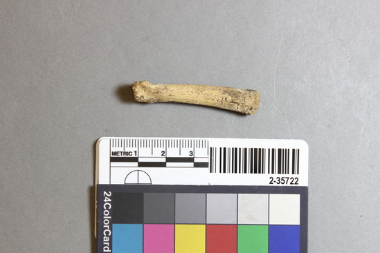 Hearst Museum object titled Mammal bone, accession number 2-35722, described as Sea otter, juvenile, metatarsal.