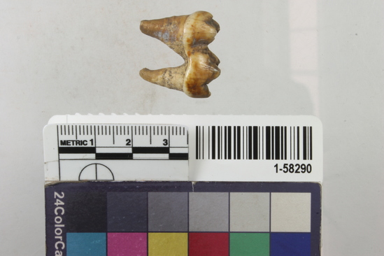 Hearst Museum object 2 of 2 titled Tooth, accession number 1-58290, described as Coyote or wolf