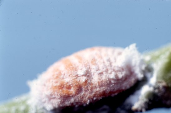 Hearst Museum object titled Color slide, accession number 25-17737, described as Aje - female #2