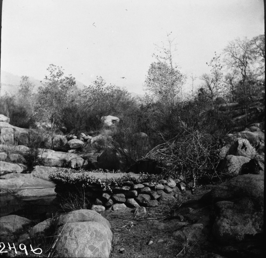 Hearst Museum object titled Black-and-white negative, accession number 15-2496, described as Pigeon snare ambush