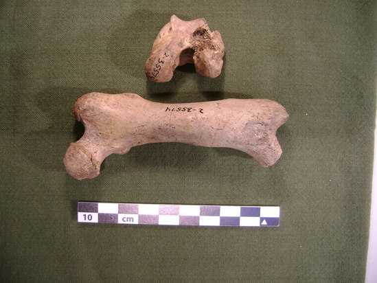 Hearst Museum object 5 of 21 titled Mammal bone, accession number 2-35574, described as Sea otter, left femur.