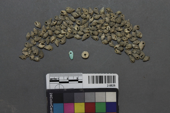 Hearst Museum object titled Beads, accession number 2-8826, described as A string of small perforated shells, 1 shell disk, and 1 triangular turquoise piece. Notice: Image restricted due to its potentially sensitive nature. Contact Museum to request access.