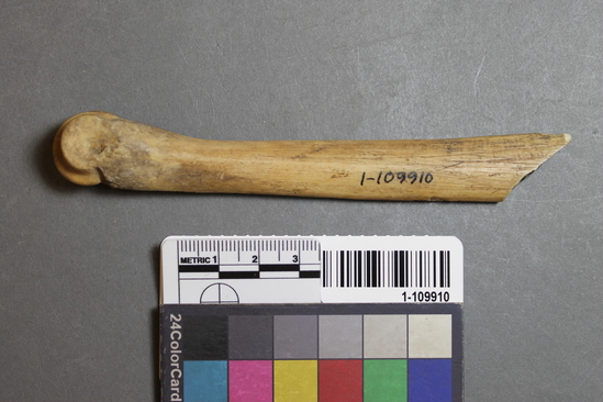 Hearst Museum object titled Worked bone, accession number 1-109910, described as Split cannon bone.